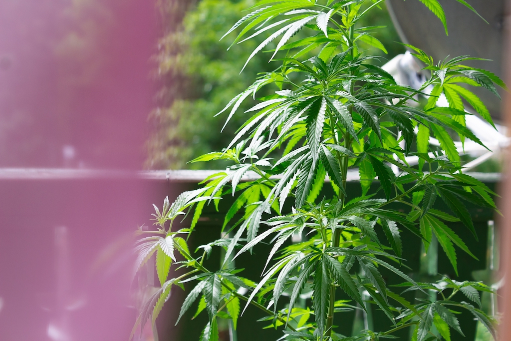 Marihuana- hodowla w krajach gdzie doszło do legalizacji rośliny- uprawa indoor