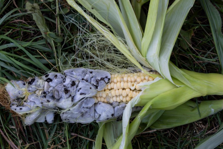 Fuzarioza kolb kukurydzy – zwalczanie, objawy, przyczyny