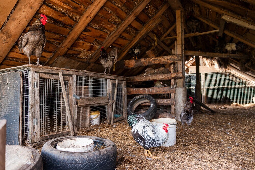 Budowa przydomowego kurnika: krok po kroku do własnego projektu na 10, 30 i 100 kur