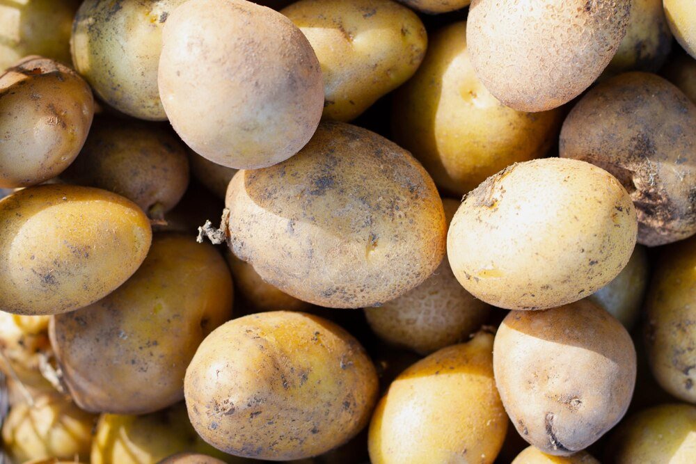 Odmiany ziemniaków w Polsce: przegląd i porady