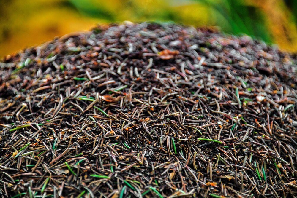 Rodzaje nasion traw do ogrodu na gleby gliniaste