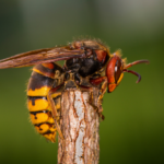 jak zwalczyć szerszenie InsektStop