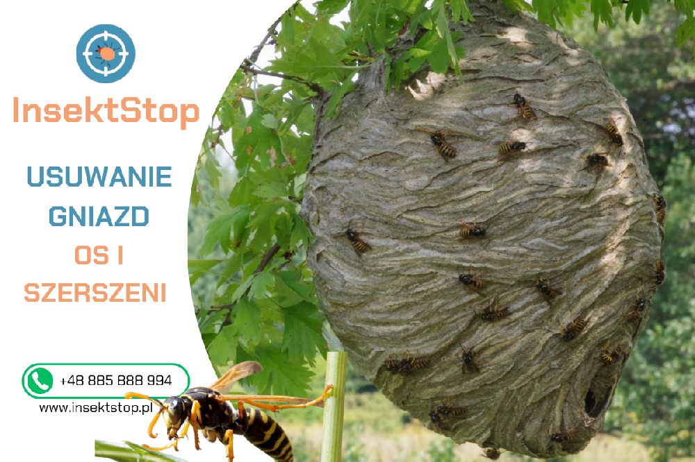 jak zwalczyć szerszenie insektstop.pl