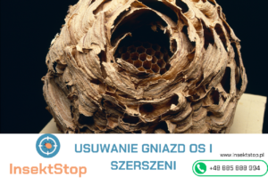 jak zwalczyć szerszenie w domu InsektStop