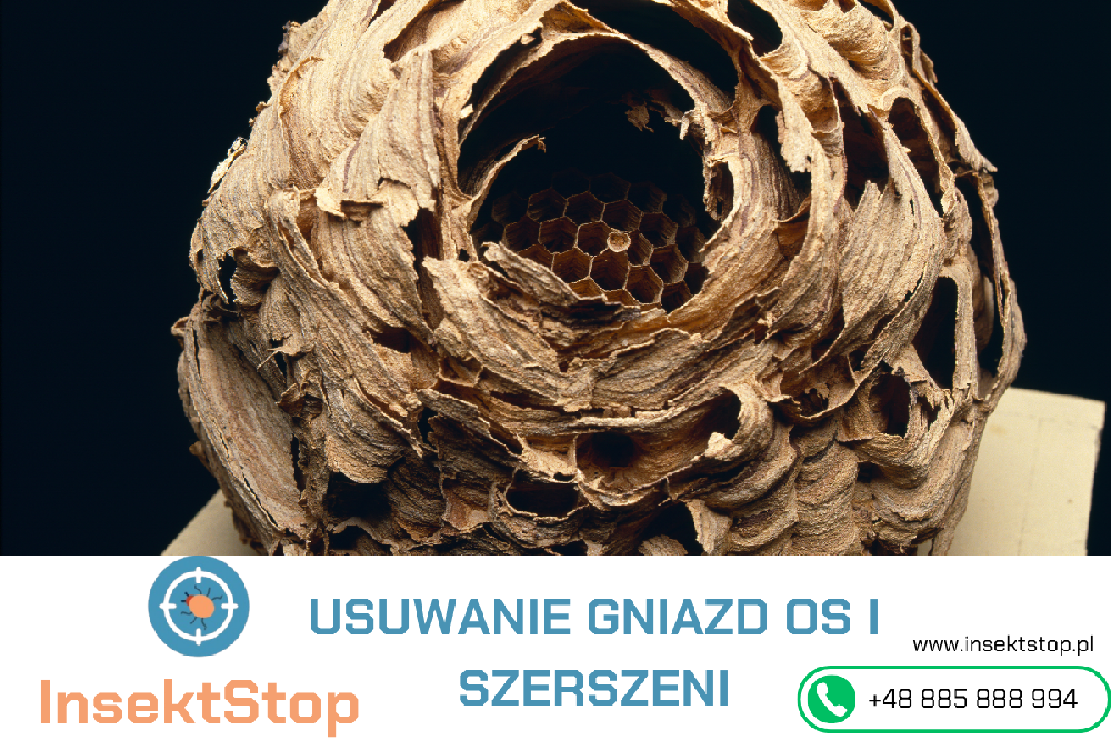jak zwalczyć szerszenie w domu InsektStop